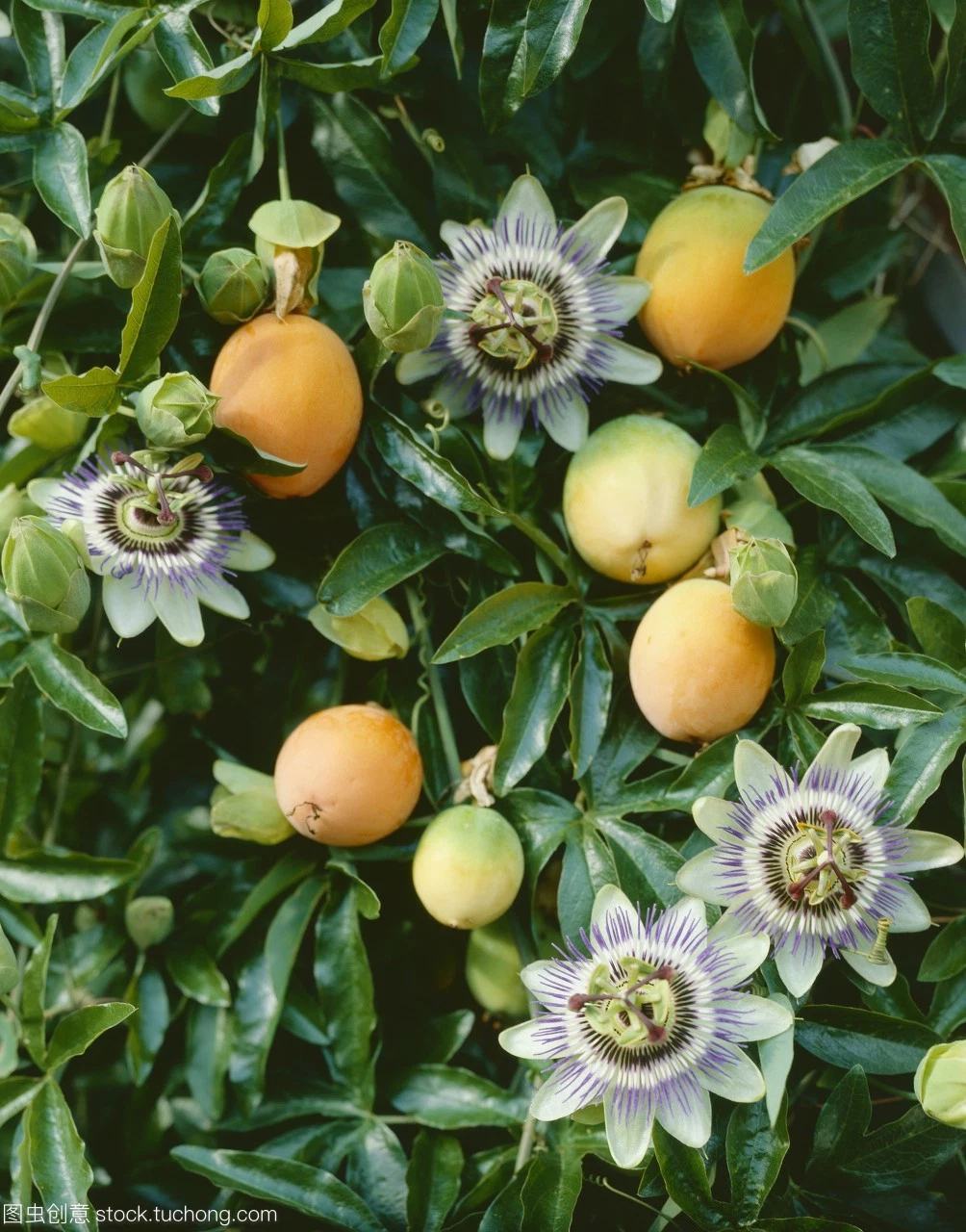 Passion Flower Flavor for Diary Food, Beverages